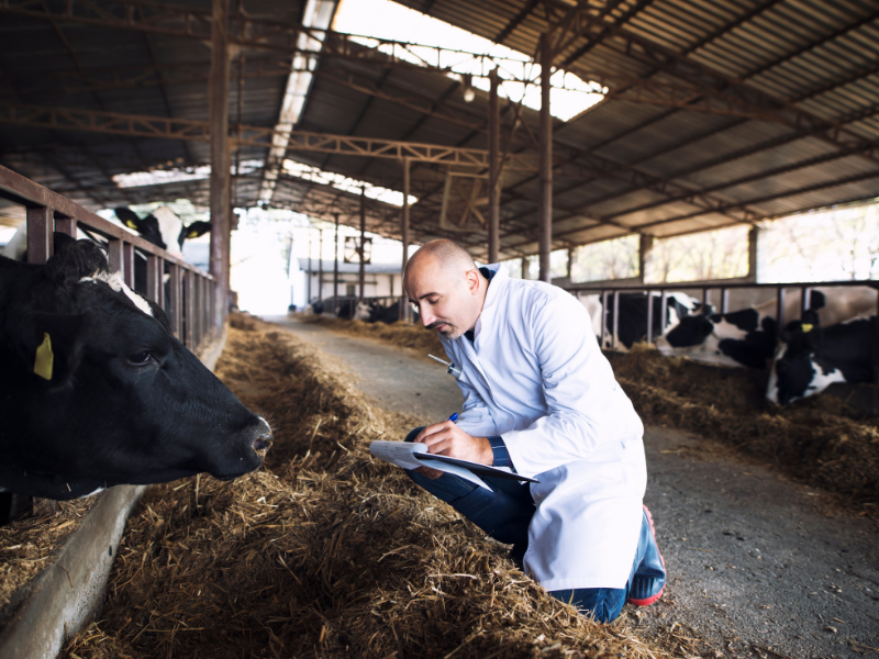 man writing notes in bard with cattle