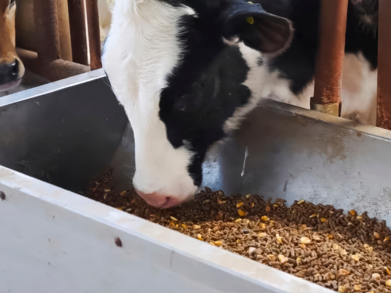 cow eating from feeding bin